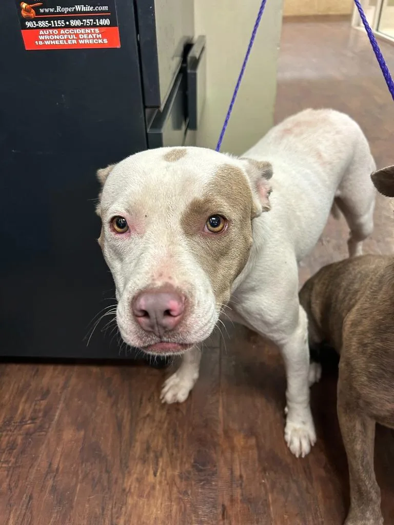A young medium-sized female Pit Bull Terrier dog named Dog Kennel for adoption in Greenville, TX