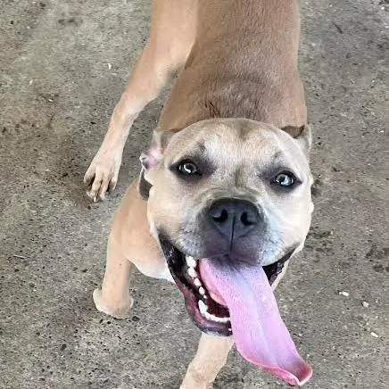 A young medium-sized female Brown / Chocolate Pit Bull Terrier dog named Mia for adoption in Brooksville, KY