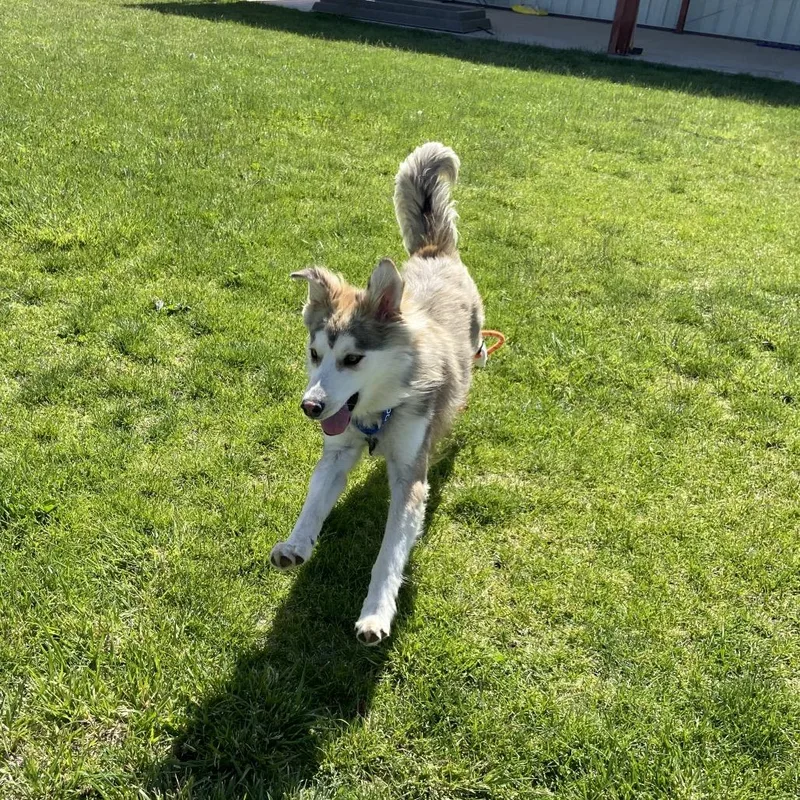 Zuni