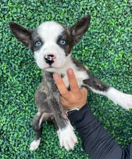 An adult medium-sized female Brindle Pit Bull Terrier dog named Rainbow Brite for adoption in El Paso, TX