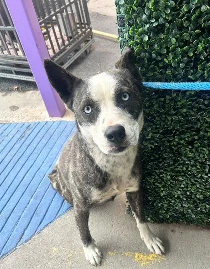 Rainbow Brite thumbnail 2