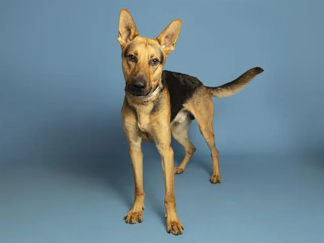 An adult large-sized male German Shepherd Dog dog named Blaze for adoption in Phoenix, AZ