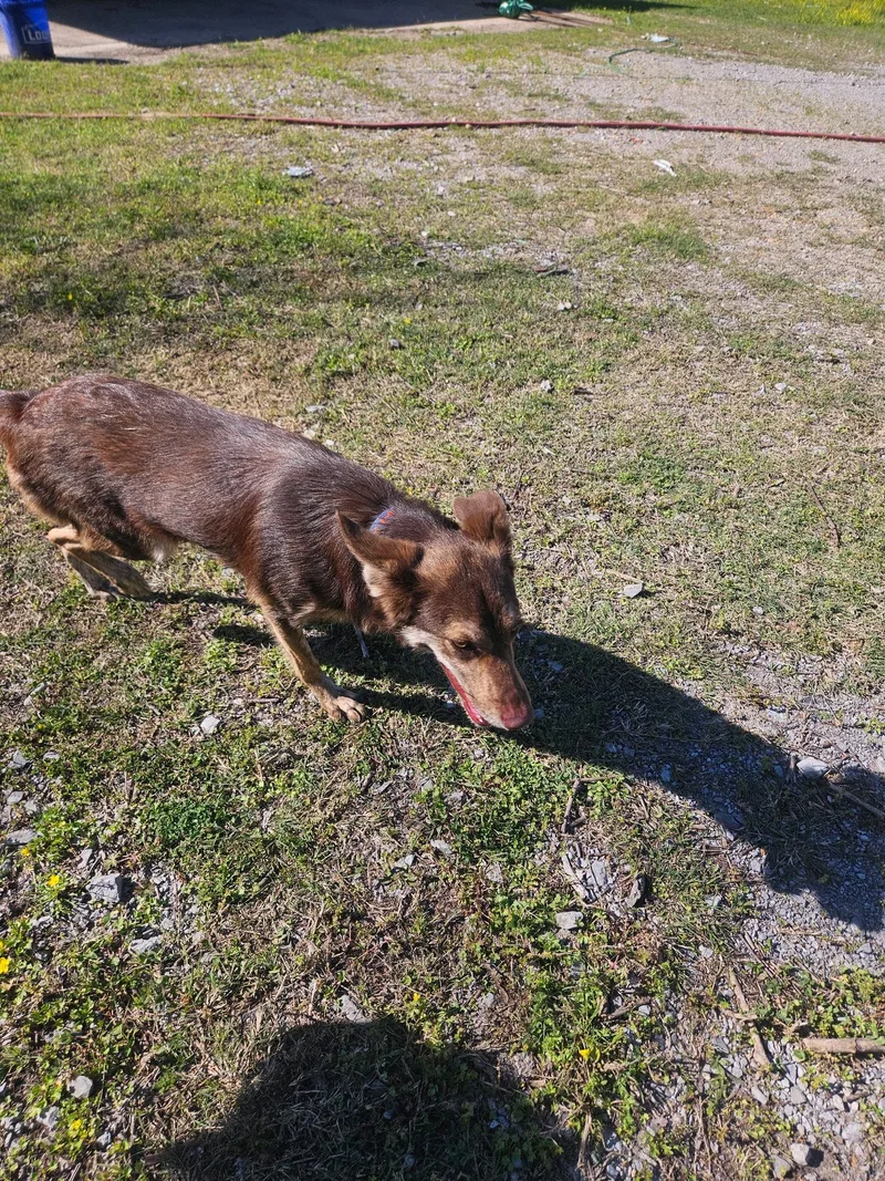 A young medium-sized male Australian Kelpie dog named Koda for adoption in Wakefield, RI