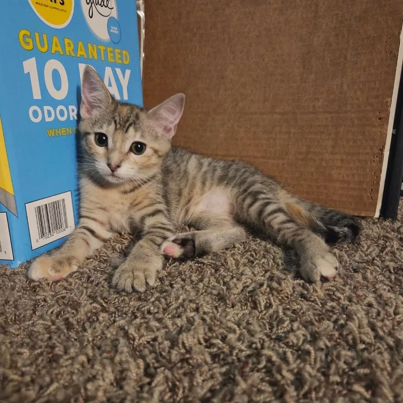 A baby small-sized female Brown / Chocolate Domestic Short Hair cat named Potato Pancake for adoption in Gibsonia, PA
