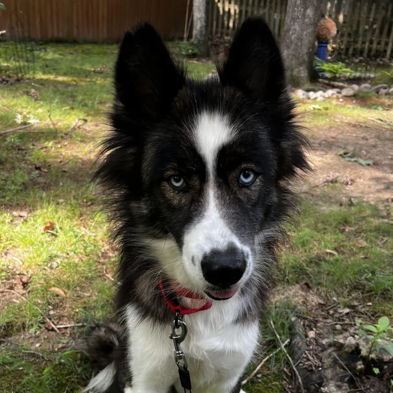 Afton