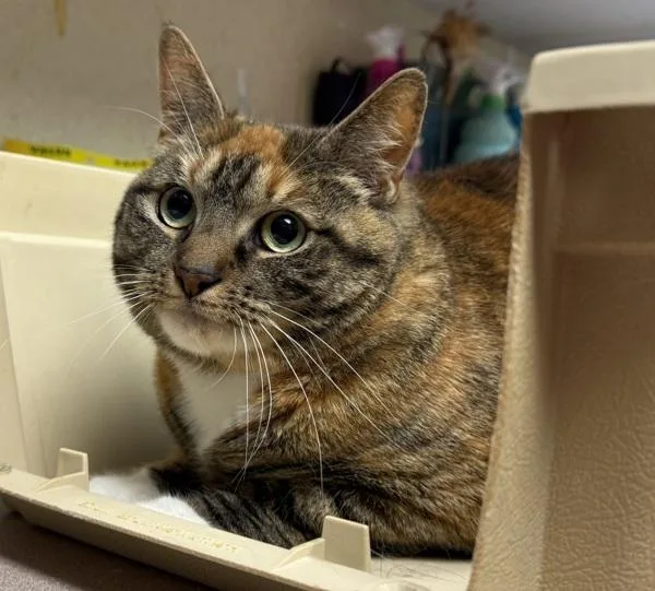 An adult small-sized female Domestic Short Hair cat named Esrom for adoption in Salisbury, MD