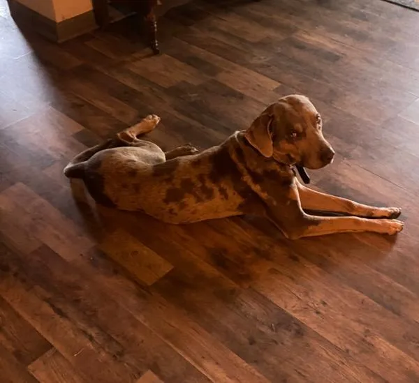 A young large-sized male Catahoula Leopard Dog dog named Tanner for adoption in Cleveland, TN