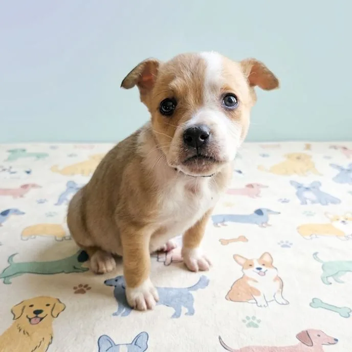 A baby medium-sized male Labrador Retriever dog named Gritz for adoption in Columbus, OH