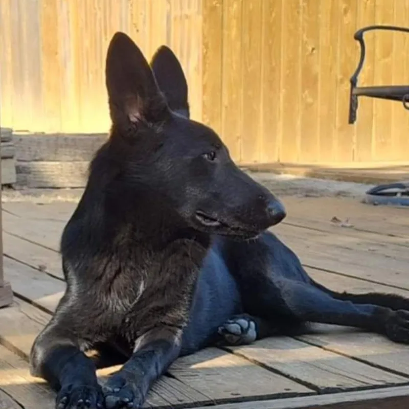 An adult large-sized female Black German Shepherd Dog dog named Athena for adoption in Tulsa, OK