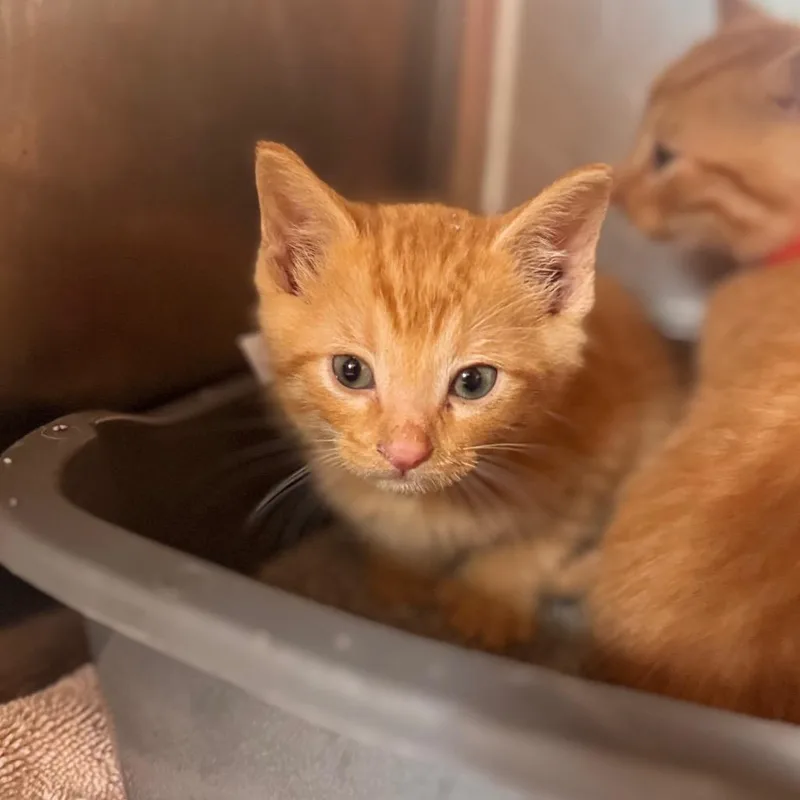 A baby small-sized male Orange / Red Domestic Short Hair cat named Joe for adoption in Starkville, MS
