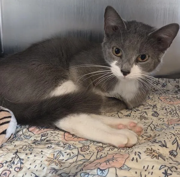 An adult medium-sized female Domestic Short Hair cat named Astra for adoption in Cleveland, TN