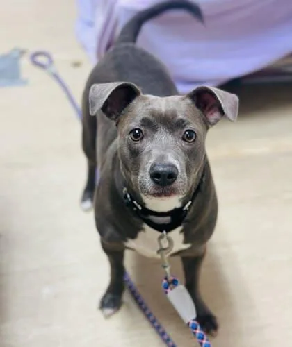 Dandi Fka Daisy thumbnail 2