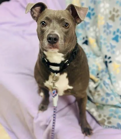 Dandi Fka Daisy thumbnail 3