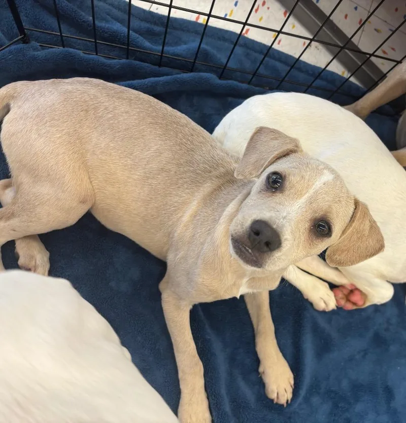 A baby medium-sized male Terrier dog named George for adoption in Gorham, ME