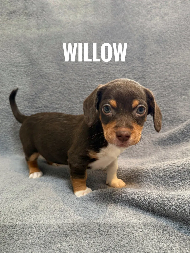 A baby small-sized female Pomeranian dog named Willow for adoption in Seattle, WA