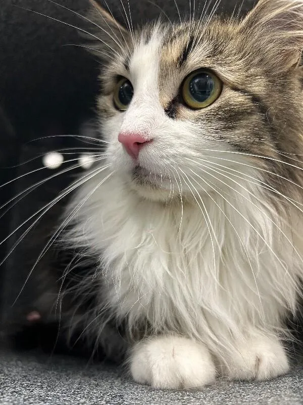 An adult medium-sized female Tabby (Brown / Chocolate) Domestic Medium Hair cat named Madrid for adoption in Fruit Heights, UT