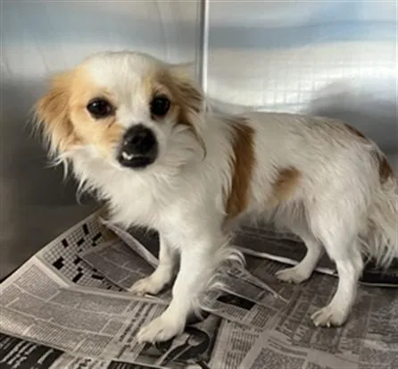 An adult small-sized female Chihuahua dog named Sisu for adoption in San Pedro, CA