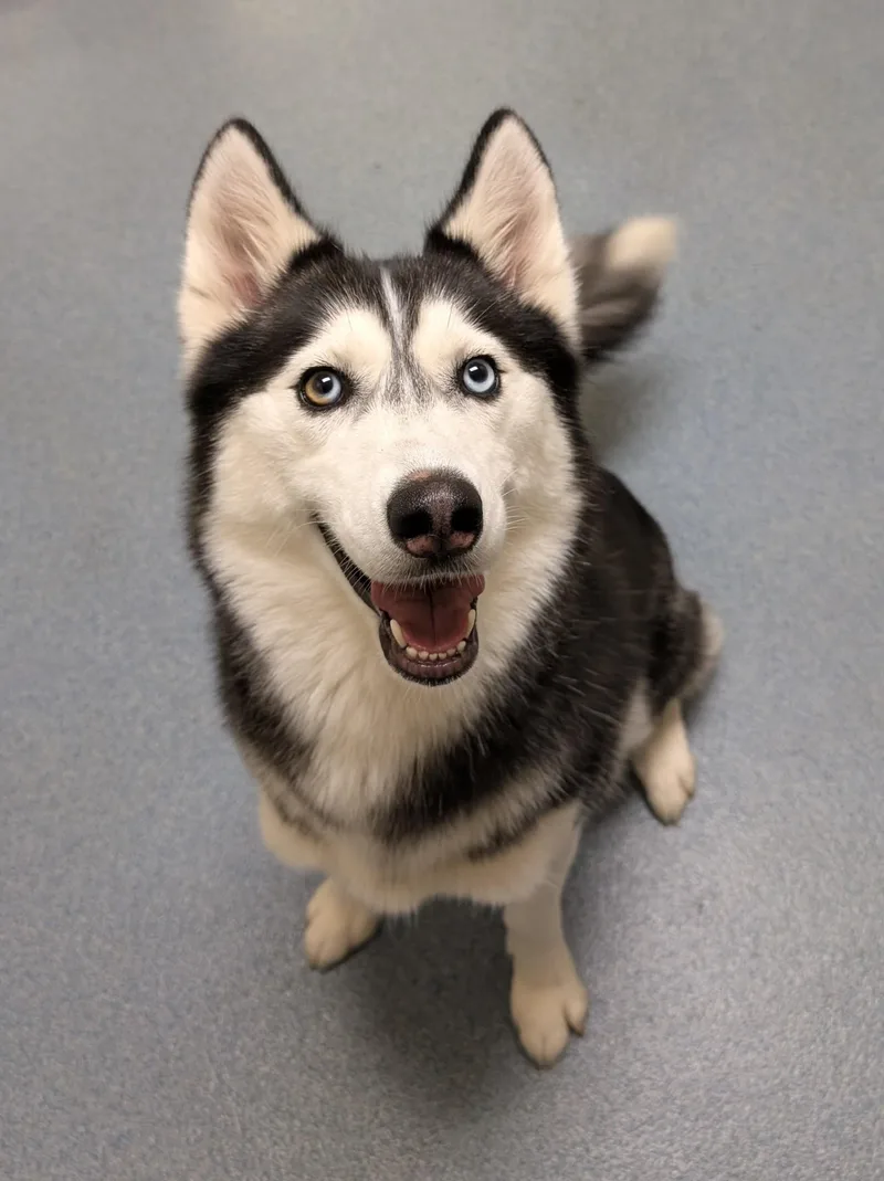 An adult medium-sized female Siberian Husky dog named Stella for adoption in Suffolk, VA