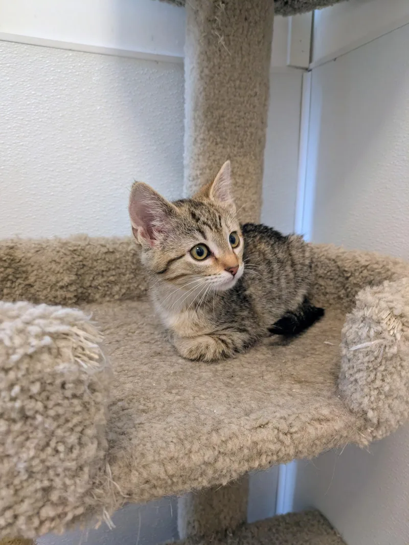 A baby small-sized female Tabby (Brown / Chocolate) Domestic Short Hair cat named Melody At Pet for adoption in Kalamazoo, MI