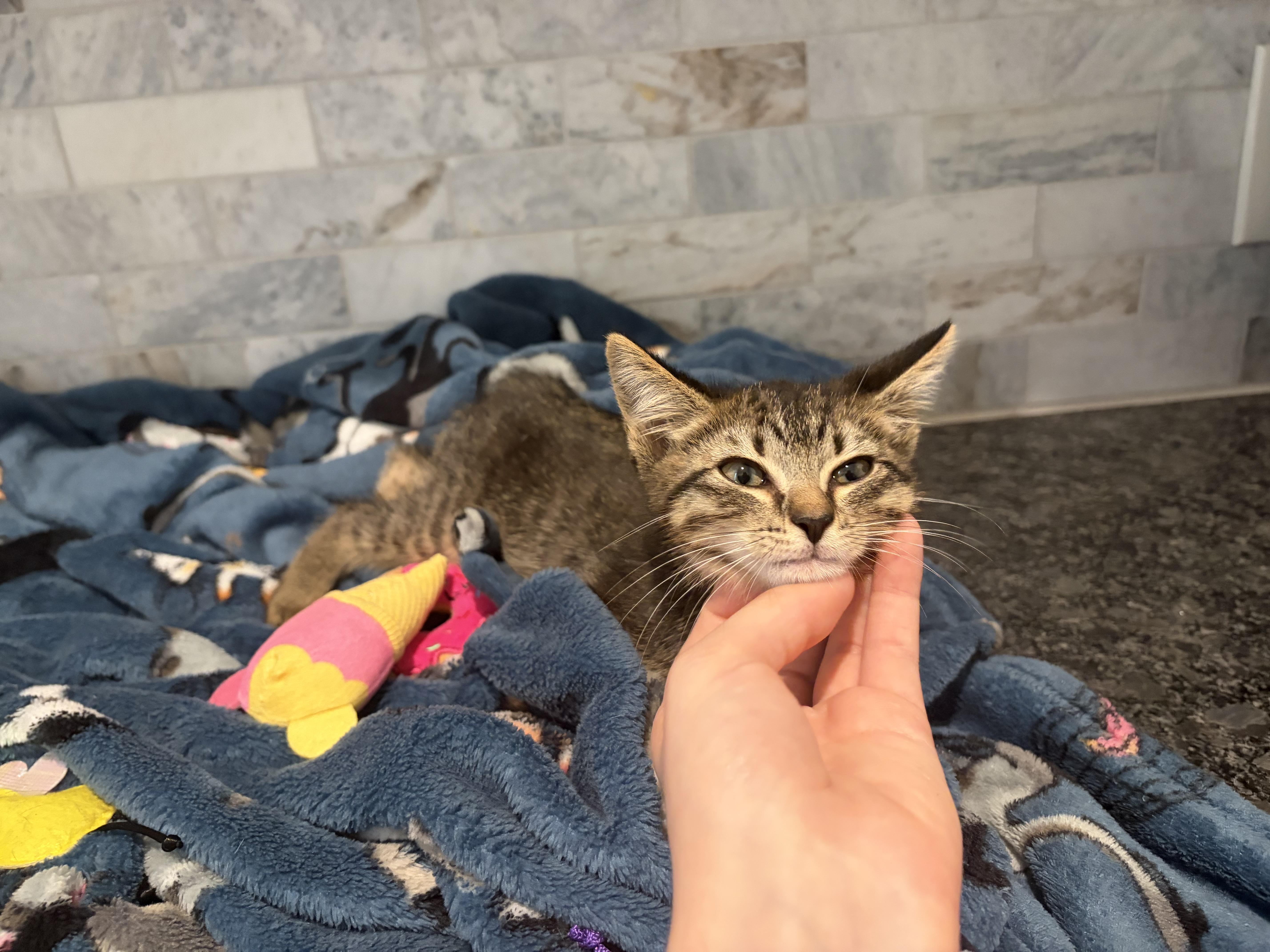 A baby small-sized male Tabby (Brown / Chocolate) Manx cat named Knuckles for adoption in Pearland, TX