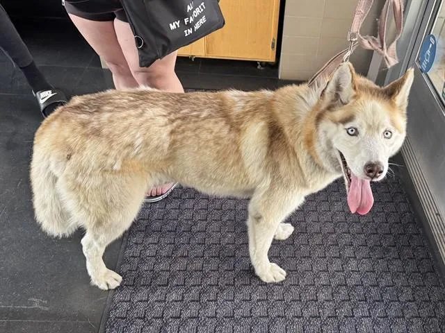An adult large-sized male Siberian Husky dog named Hummus for adoption in Santa Monica, CA