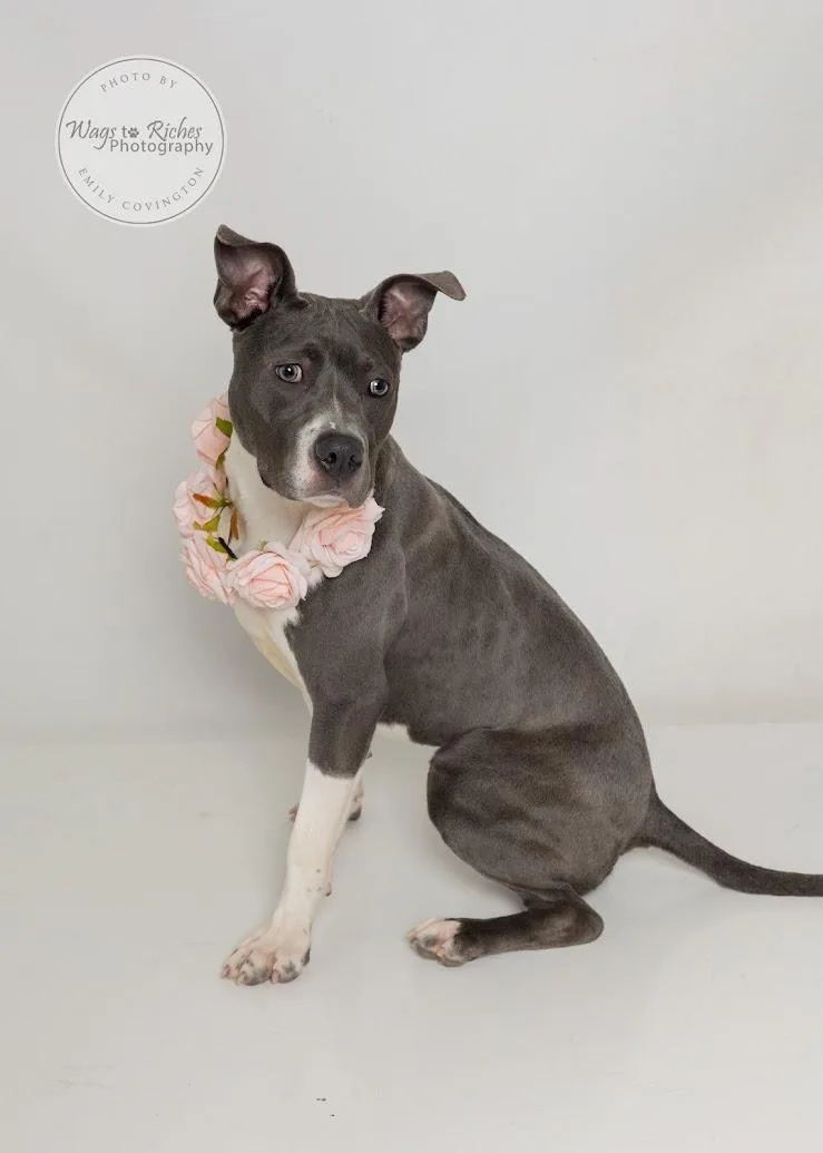 A baby medium-sized female Gray / Blue / Silver American Staffordshire Terrier dog named Rosie for adoption in Tuscaloosa, AL