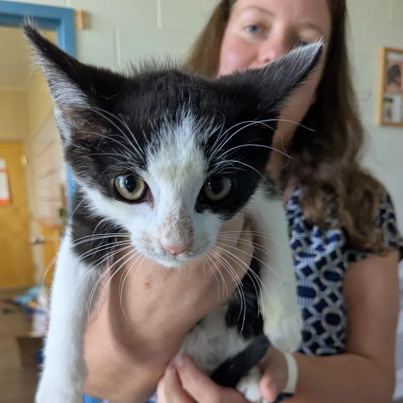 A baby small-sized male White Domestic Short Hair cat named Oreo for adoption in Danville, KY