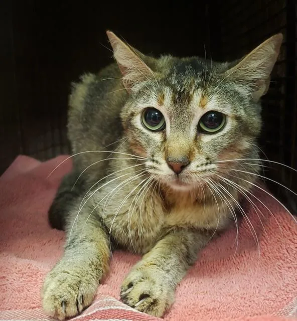 A young small-sized female Domestic Short Hair cat named Utah for adoption in Tucson, AZ