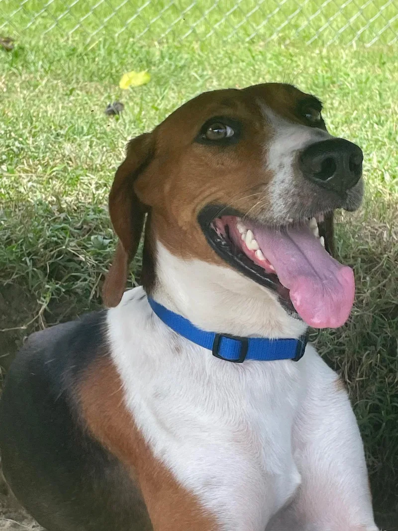 An adult medium-sized male Tricolor (Brown, Black, & White) American Foxhound dog named Riley for adoption in Manning, SC