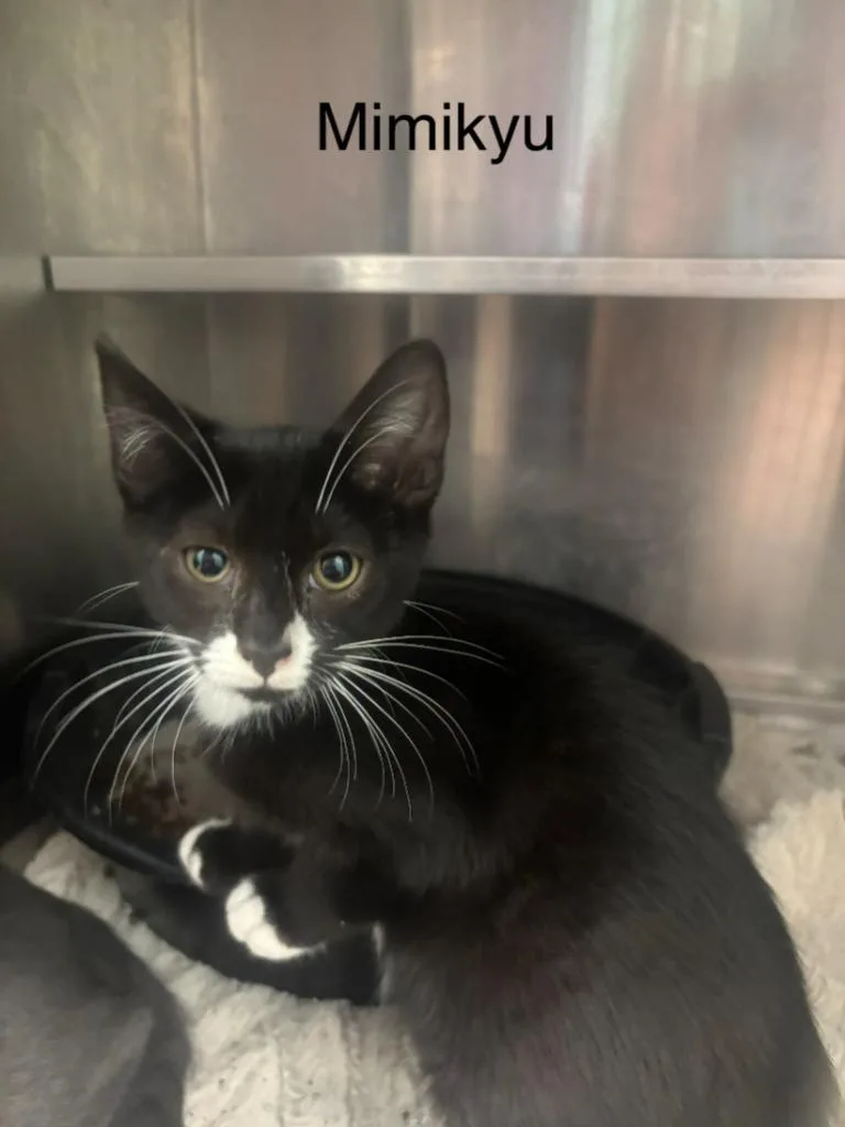A baby small-sized female Domestic Medium Hair cat named Mimikyu for adoption in Cambridge, MD