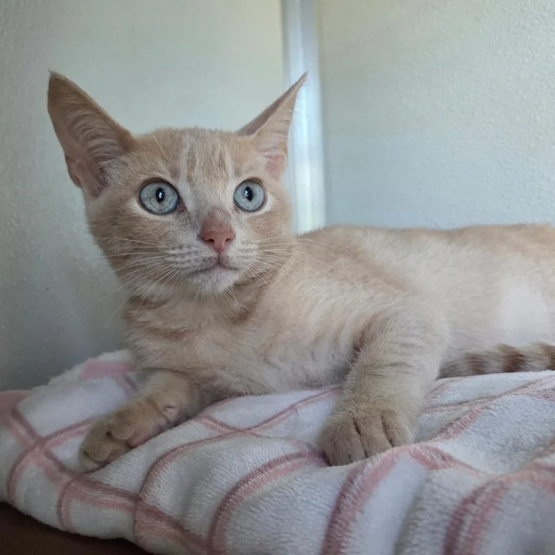A baby small-sized male Brown / Chocolate Domestic Short Hair cat named Elijah for adoption in Chattanooga, TN