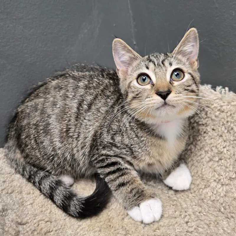 A baby small-sized female Brown / Chocolate Domestic Short Hair cat named Pollen for adoption in Hamburg, NY