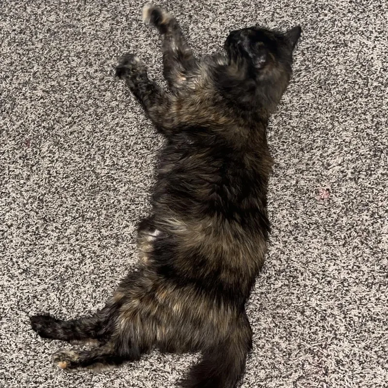 An adult small-sized female Domestic Long Hair cat named Anastasia for adoption in Hinesville, GA