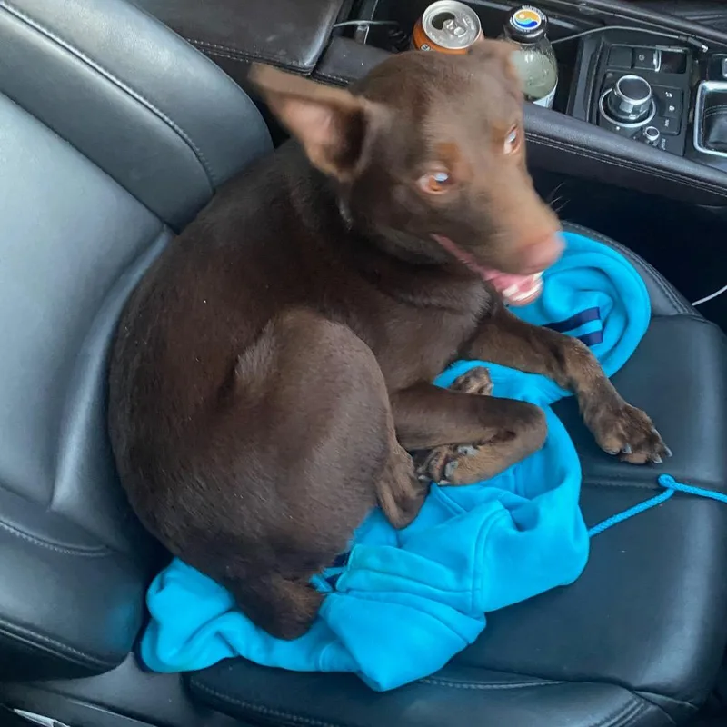 An adult medium-sized male Brown / Chocolate Australian Kelpie dog named Moose for adoption in Long Beach, CA