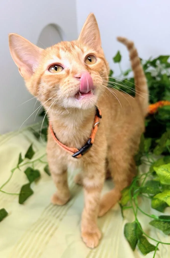 A baby medium-sized male Domestic Short Hair cat named Dorito for adoption in Bryant, AR