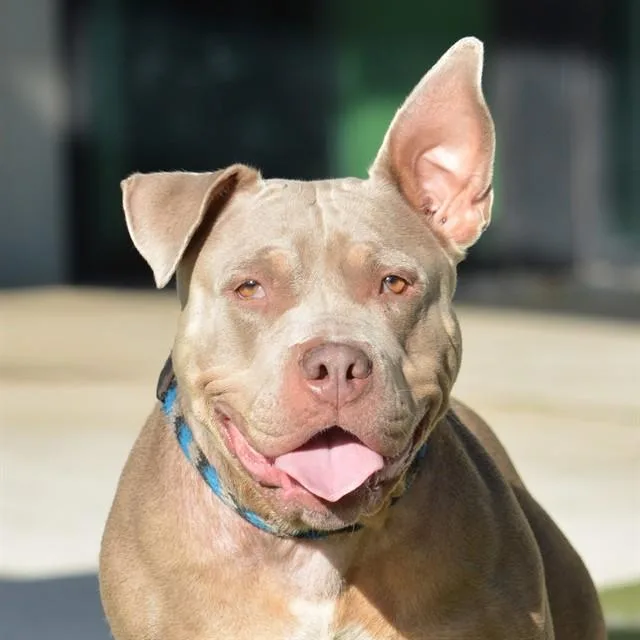 An adult medium-sized female American Bulldog dog named Lila for adoption in Fort Lauderdale, FL