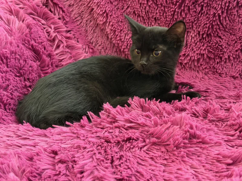 A baby medium-sized female Black Domestic Short Hair cat named Jackie  Bottle Babie for adoption in Plano, TX