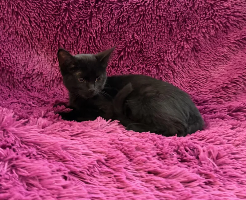 Jackie  Bottle Babie thumbnail 3