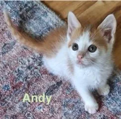 A young medium-sized male Domestic Short Hair cat named Andy for adoption in Kansas City, MO