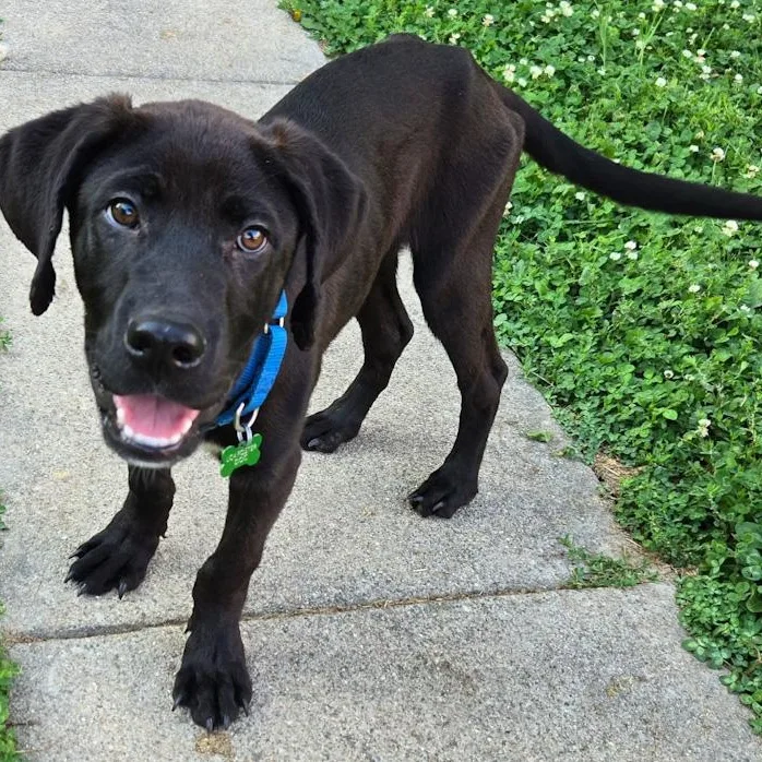 A baby large-sized male Labrador Retriever dog named Gibbs for adoption in Toledo, OH