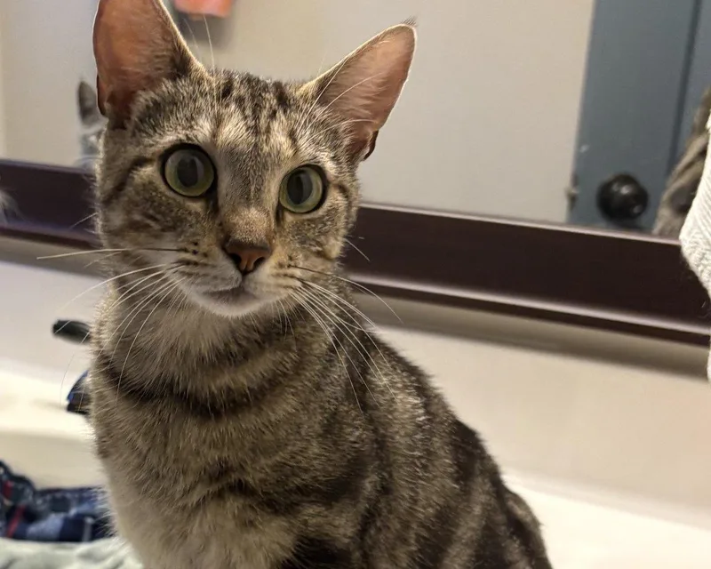 A young small-sized female Tabby (Brown / Chocolate) Oriental Short Hair cat named June for adoption in Raleigh, NC