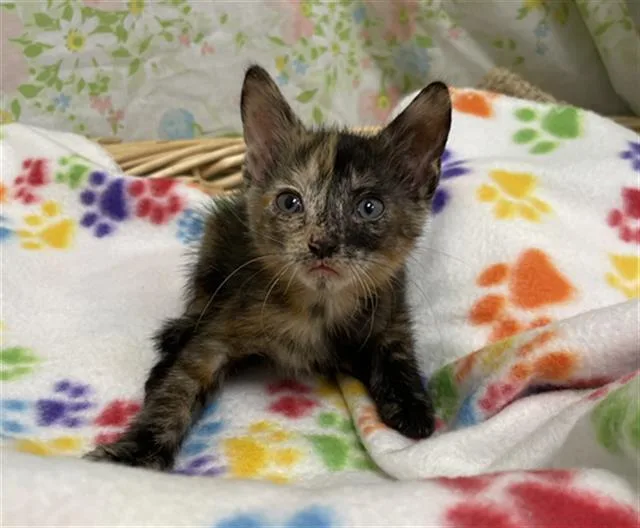 A baby small-sized female Domestic Short Hair cat named Yvette for adoption in Rosenberg, TX