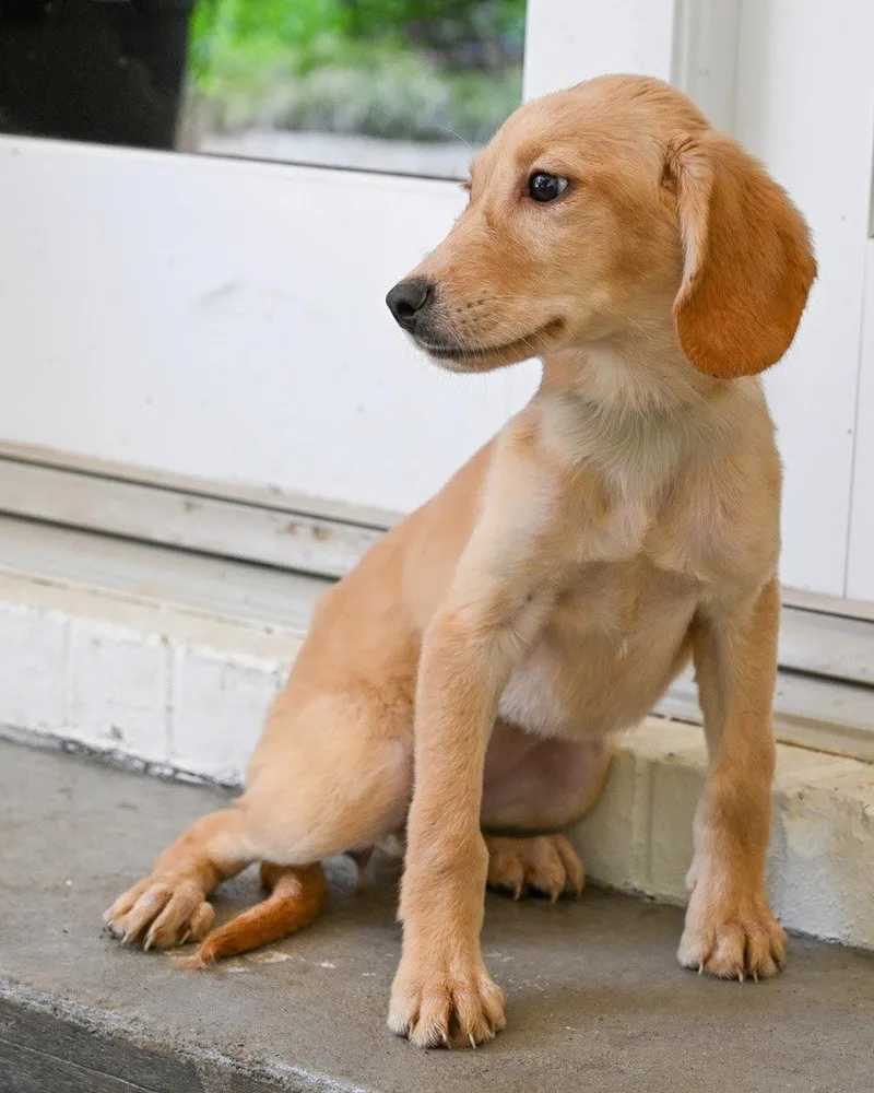 Puppy Hattie thumbnail 2