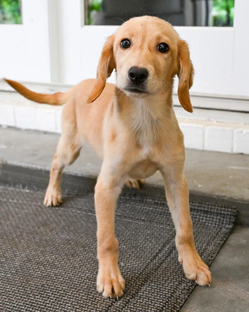 Puppy Hattie thumbnail 3