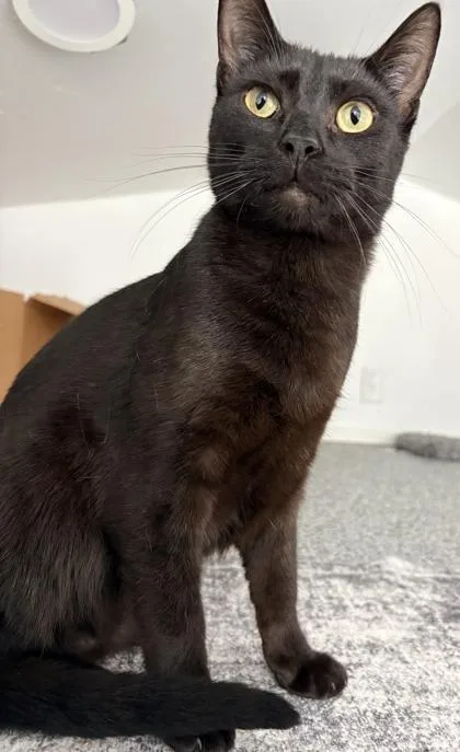 A young small-sized male Domestic Short Hair cat named Dolci for adoption in Shawano, WI