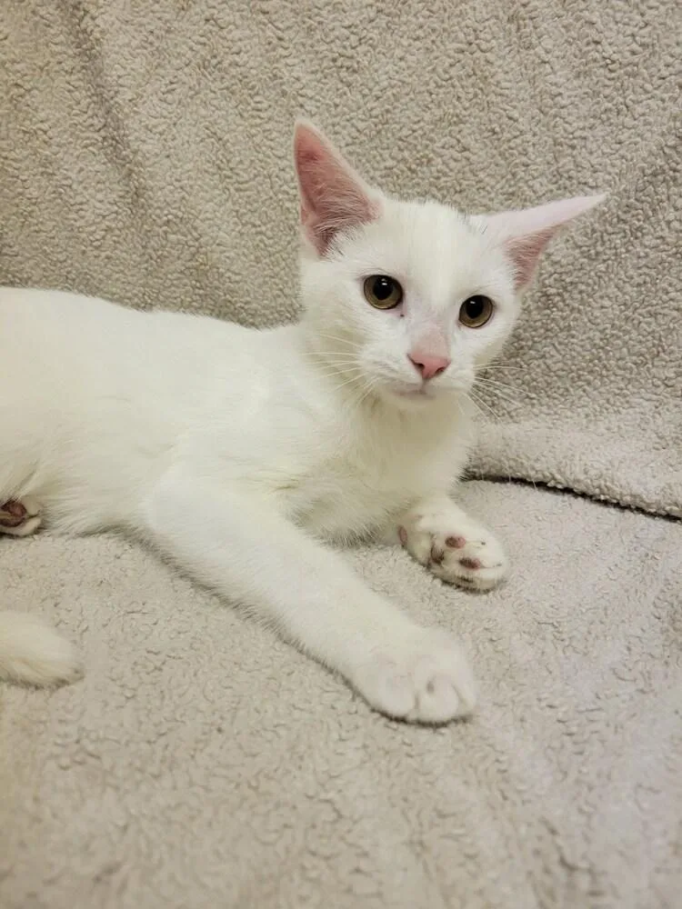 A baby small-sized male Gray & White Domestic Short Hair cat named Cupid for adoption in Lorain, OH