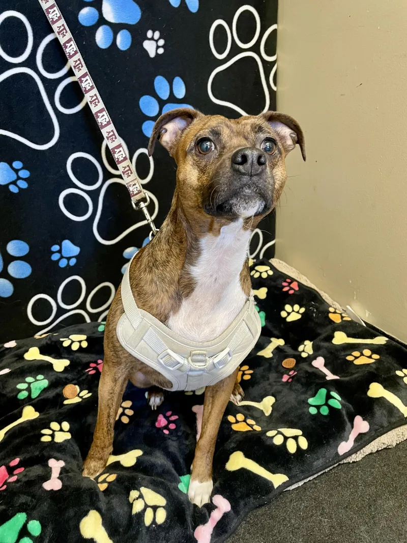 A young small-sized female Brown / Chocolate Mixed Breed dog named Ally for adoption in Washington Court House, OH