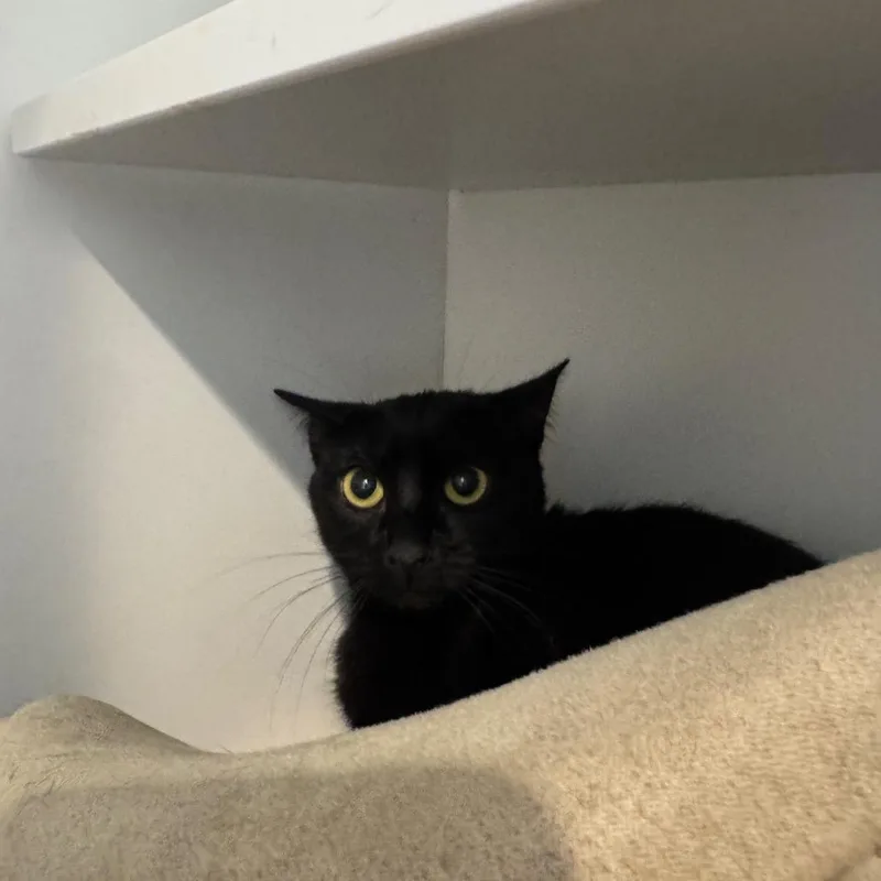 Blueberry thumbnail 2