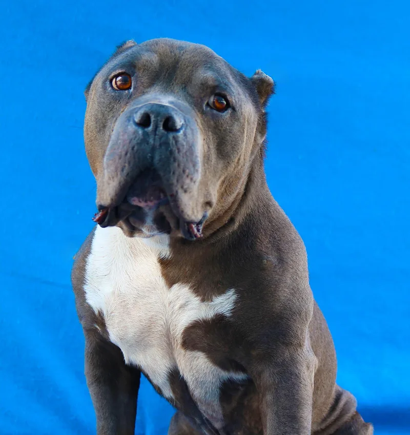 A senior medium-sized male Staffordshire Bull Terrier dog named Joe for adoption in Pasadena, CA