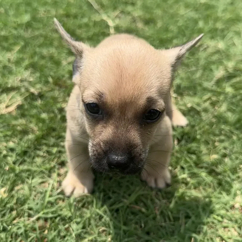 Bruiser C